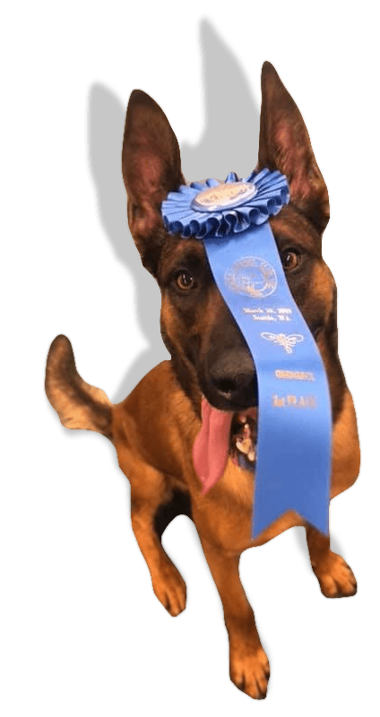 ecollar e collar training