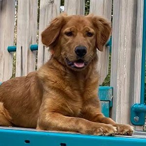 Piper puppy board and train success piper puppy board and train success