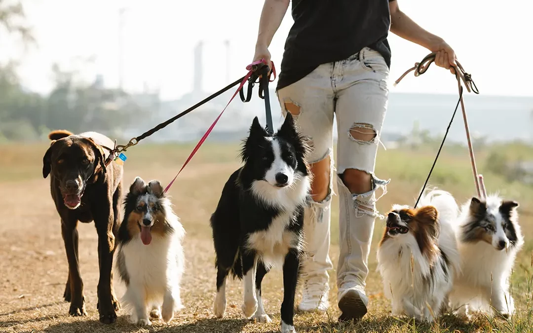 How to Master the Dog Heel Command